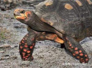 陆龟中最适合新手入坑的一种——红腿陆龟的介绍