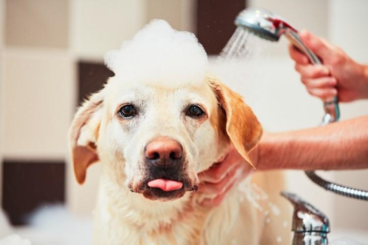 狗狗洗澡的水温过高有什么危害？多少度水温给狗狗洗澡才是适宜？