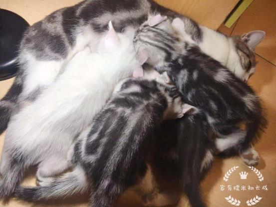 猫咪体内驱虫药大盘点为什么幼猫也要做体内驱虫? 猫咪体内驱虫药大盘点为什么幼猫也要做体内驱虫?