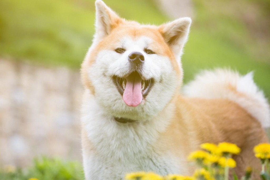 你喜欢秋田犬吗？它哪个优点最吸引你呢？