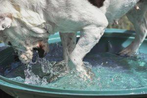 狗狗脱水的原因有哪些？关于狗狗饮水建议