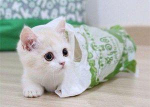 小奶猫的成长历程你知道吗？