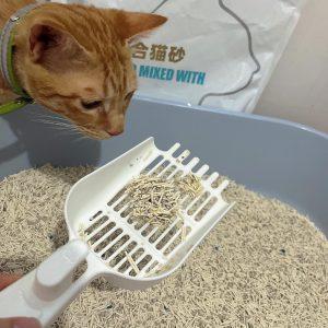 选什么样的猫砂好呢？且不粘底、好清洁？半个月更换一次