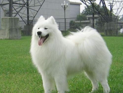 银狐犬多少钱一只？,银狐犬喂养训练方法有哪些？