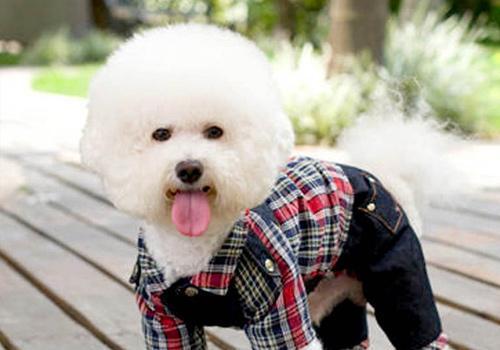 饲养比熊犬常见的 9个饮食误区，这样饲养狗狗容易生病