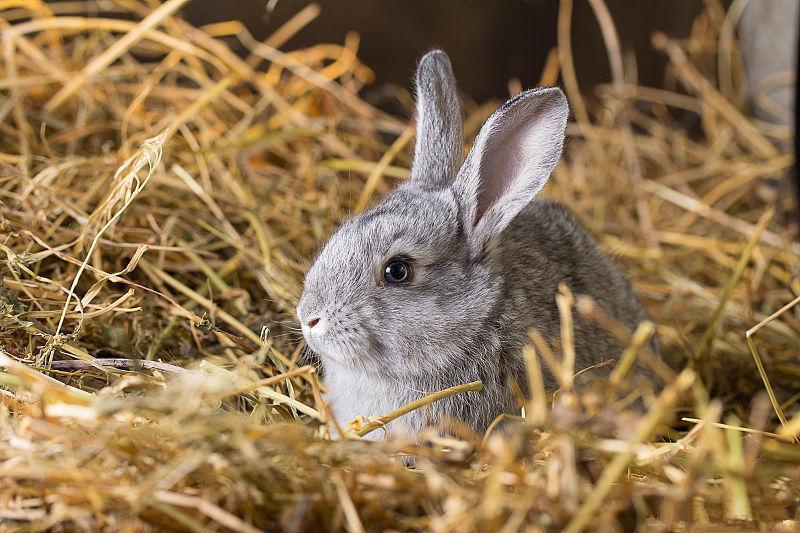 兔子兔霉菌毒素中毒怎么办？家兔霉菌毒素中毒的防治