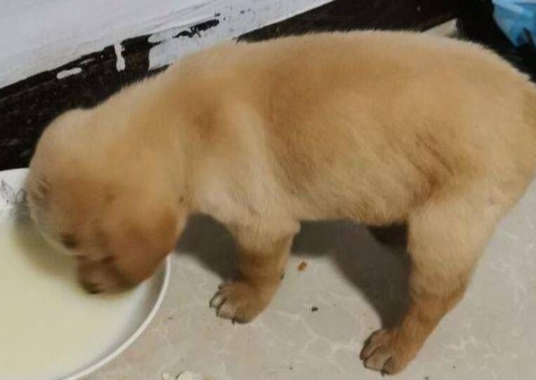 关于金毛幼犬的饮食：幼犬期的小金毛适合吃些什么？