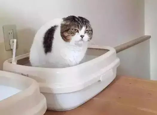 猫咪不爱喝水的原因？猫咪一天的饮水量是多少？