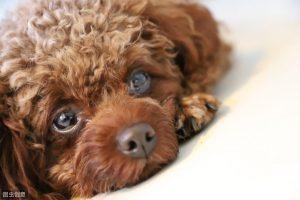 如何判断泰迪犬纯不纯？怎么选纯种泰迪？