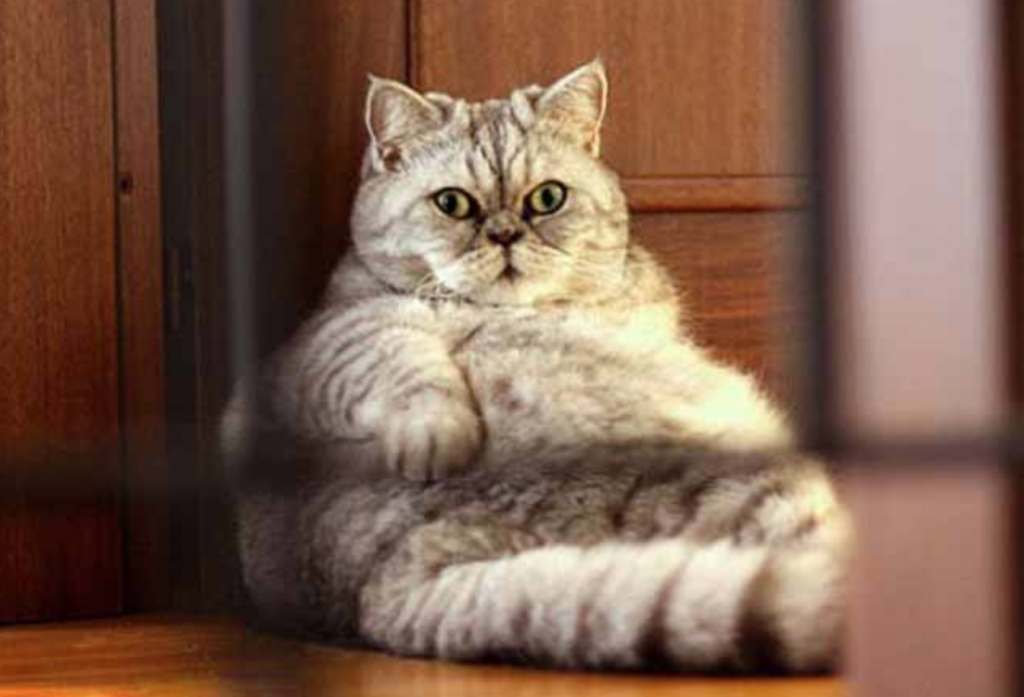 猫咪太胖的话会带来什么困扰？
