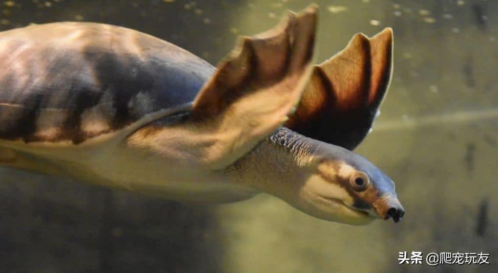唯一一种拥有鳍状肢的淡水龟——猪鼻龟