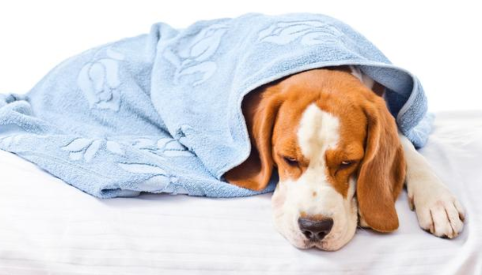 狗感冒用什么药最有效？狗感冒吃什么药能最快康复