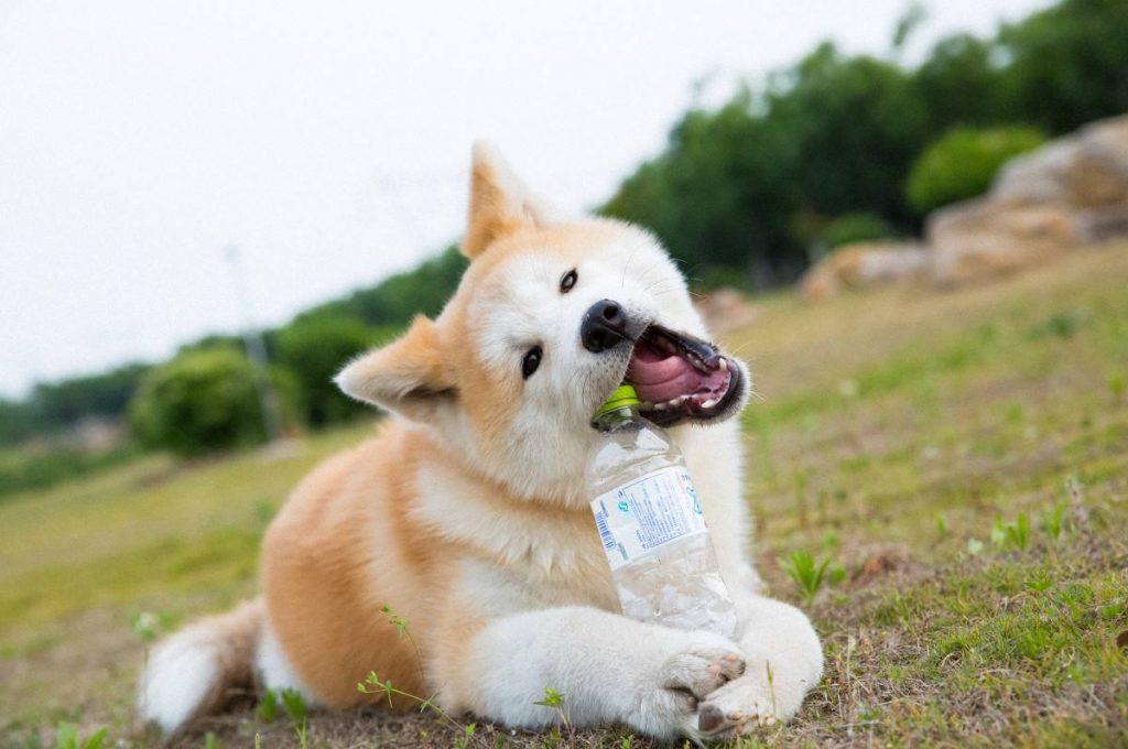 秋田犬太瘦了怎么增肥？注意体内驱虫