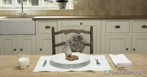 猫咪一天吃几顿合适？每个阶段的饮食习惯都是不同的