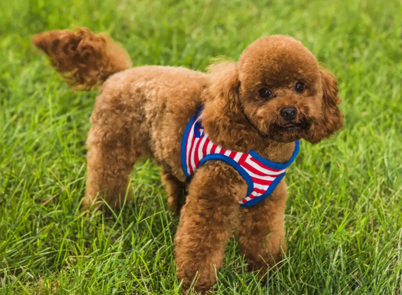 高温季节，饲养泰迪犬牢记“6不要”，对它有益处