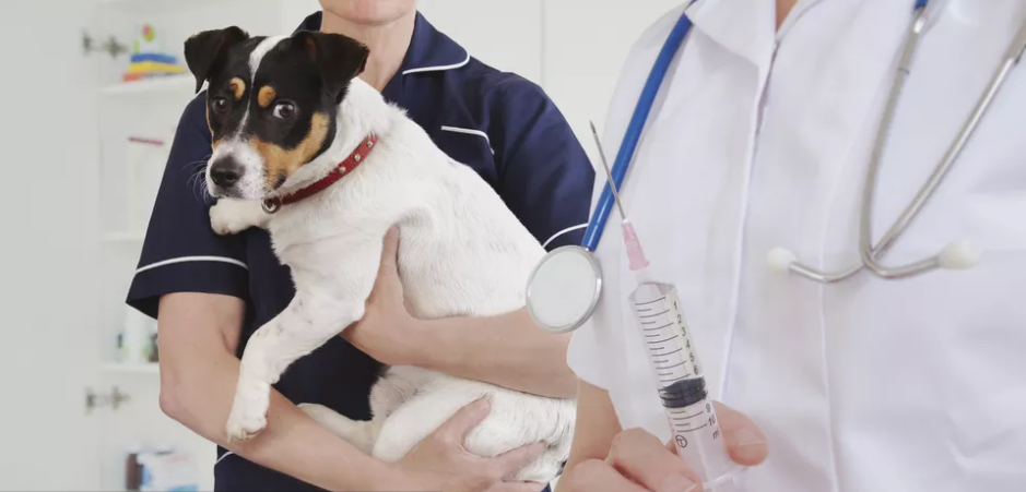 狗狗这4种核心疫苗，主人一定要带狗狗打！