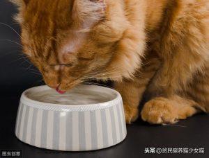 一只猫咪每天需要补充多少水？猫咪喝太多水也有问题？