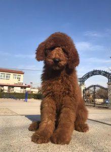 大家喜欢泰迪犬还是贵宾犬呢？为何这两个差别那么大呢？