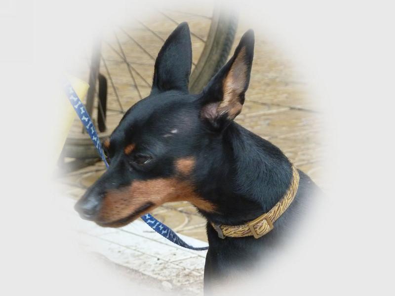 怎样使用正确的训练方法改掉小鹿犬的坏习惯？