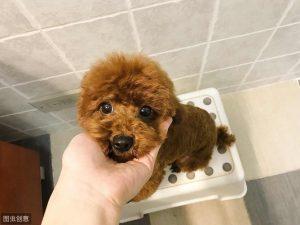 如何判断泰迪犬纯不纯？怎么选纯种泰迪？
