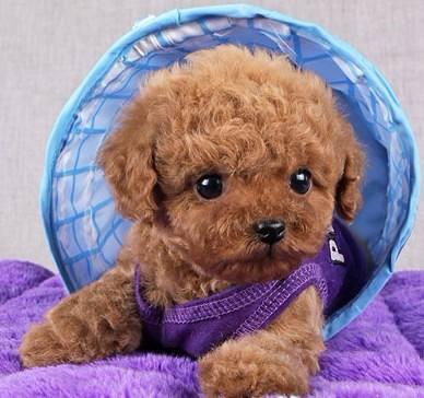 应该怎么饲养泰迪犬才好?5个科学喂养泰迪的方法 应该怎么饲养泰迪犬才好?5个科学喂养泰迪的方法