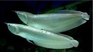 饲养银龙鱼有哪些优点？饲养银龙鱼的缺点