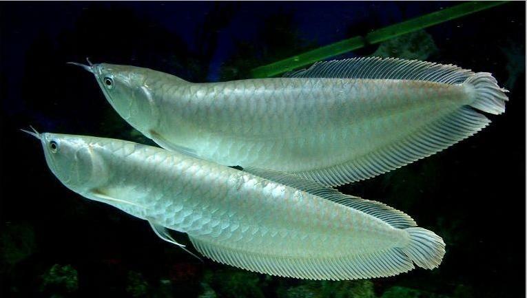 饲养银龙鱼的缺点有什么？饲养银龙鱼的主要问题有什么？