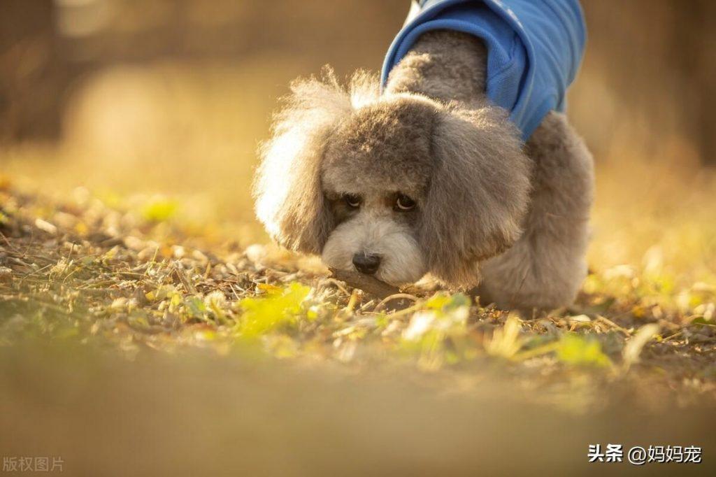 泰迪小奶狗25天要吃什么？可以吃钙片吗？