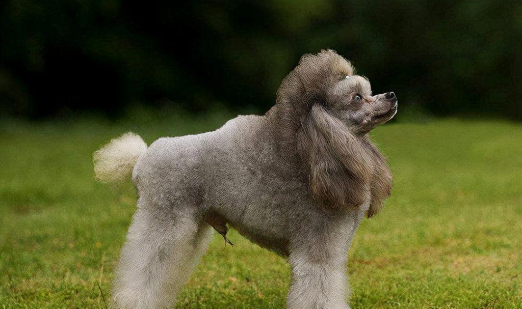 贵宾犬和泰迪的区别，贵宾犬什么颜色最贵你了解过吗