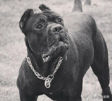 纯种卡斯罗犬多少钱一只？卡斯罗犬价格