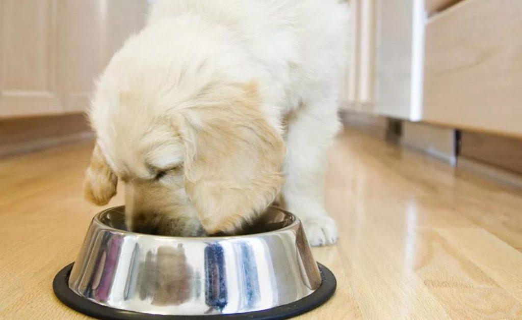 两个月幼犬食欲不好怎么办？