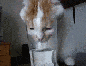 猫咪不爱喝水的原因？猫咪一天的饮水量是多少？