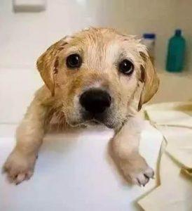 幼犬多大可以洗澡？怎么帮幼犬洗澡？