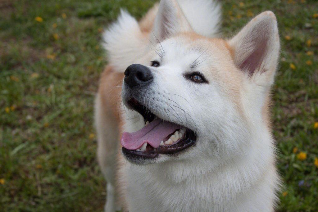 你喜欢秋田犬吗？它哪个优点最吸引你呢？