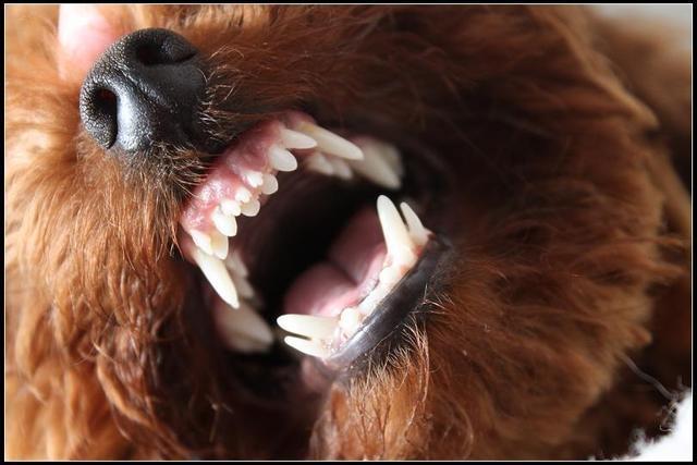 如何解决狗狗的双排牙问题？狗狗出现双排牙的危害是什么？