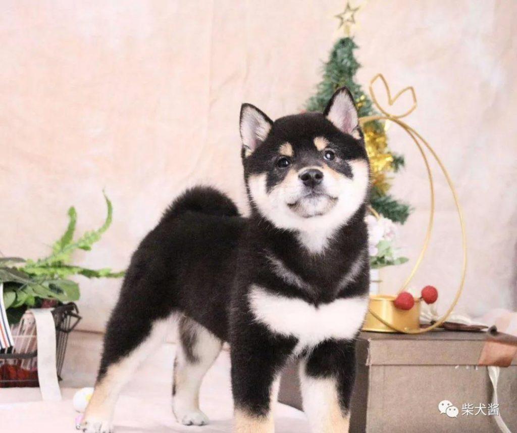 柴犬幼崽多少钱一只，怎样正确挑选纯种柴犬？