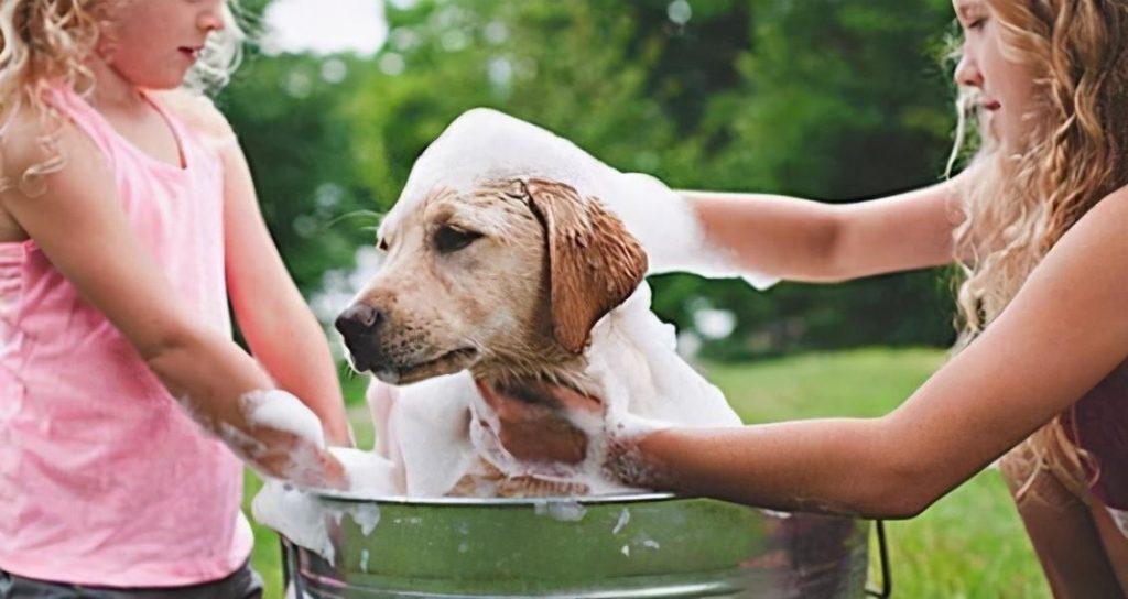 狗狗洗澡有讲究，这6大禁忌不能犯，你有做过吗？