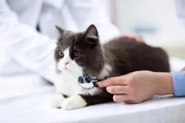猫的血液指标都代表什么？咪常见的血液指标