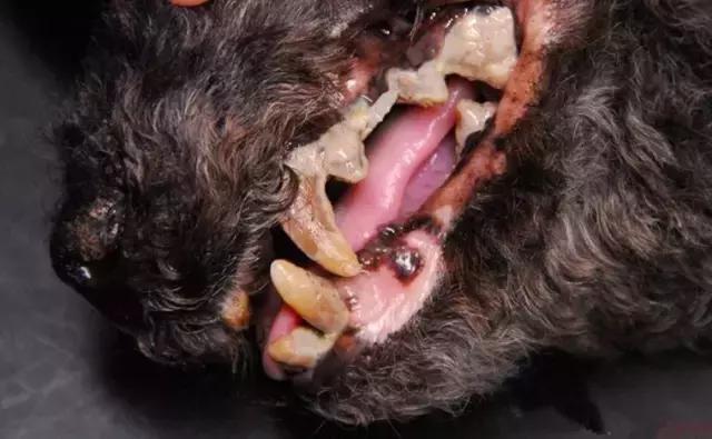 如何解决狗狗的双排牙问题？狗狗出现双排牙的危害是什么？
