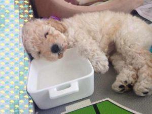 泰迪犬喝水的这5个禁忌，劝你别再犯了！