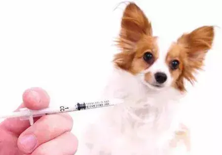 狗三联五联疫苗是什么？关于狗狗疫苗基础介绍