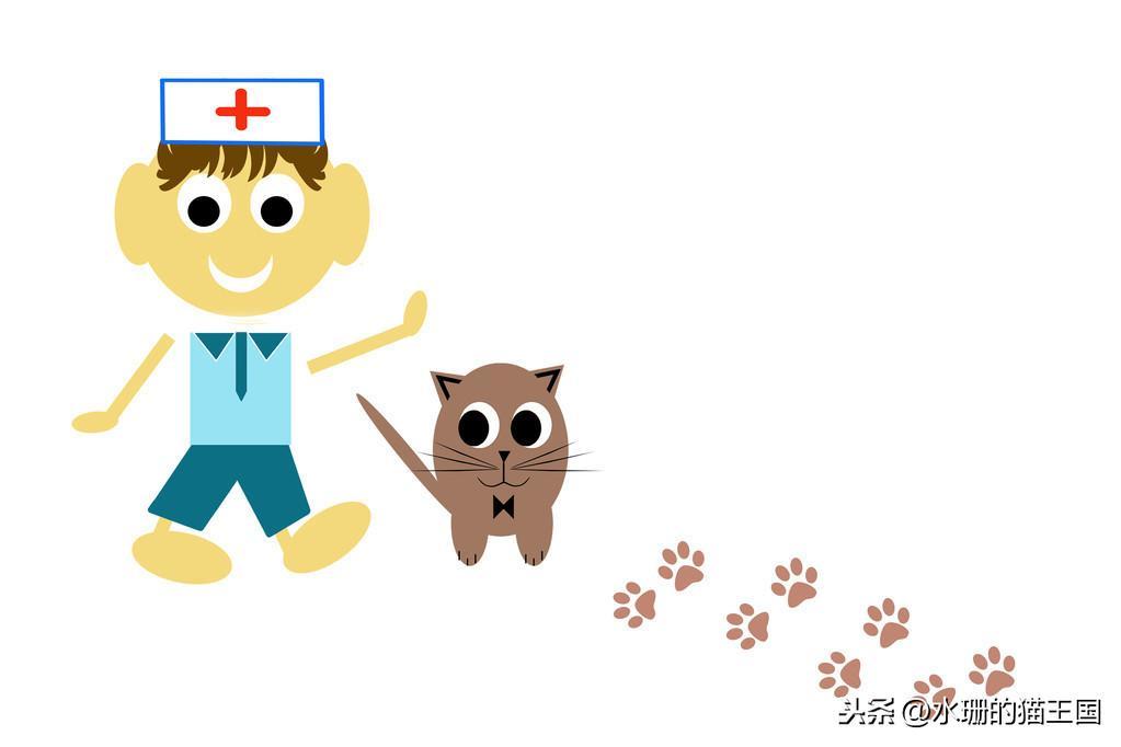 养猫经验之猫咪医疗账单分享，猫咪特别爱生病吗？