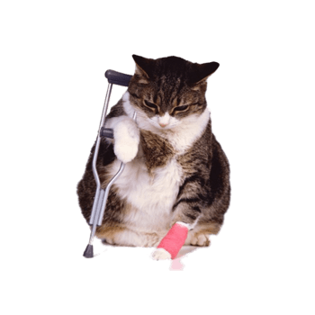 猫咪外伤的四个急救方法!我们应该怎么处理呢?做好了能救猫咪的命 猫咪外伤的四个急救方法!我们应该怎么处理呢?做好了能救猫咪的命