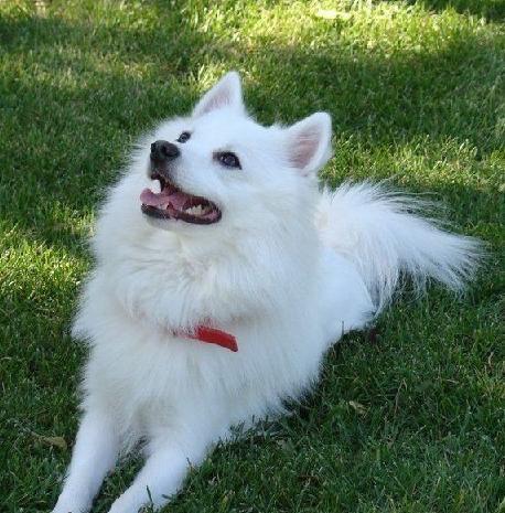 银狐犬多少钱一只？,银狐犬喂养训练方法有哪些？