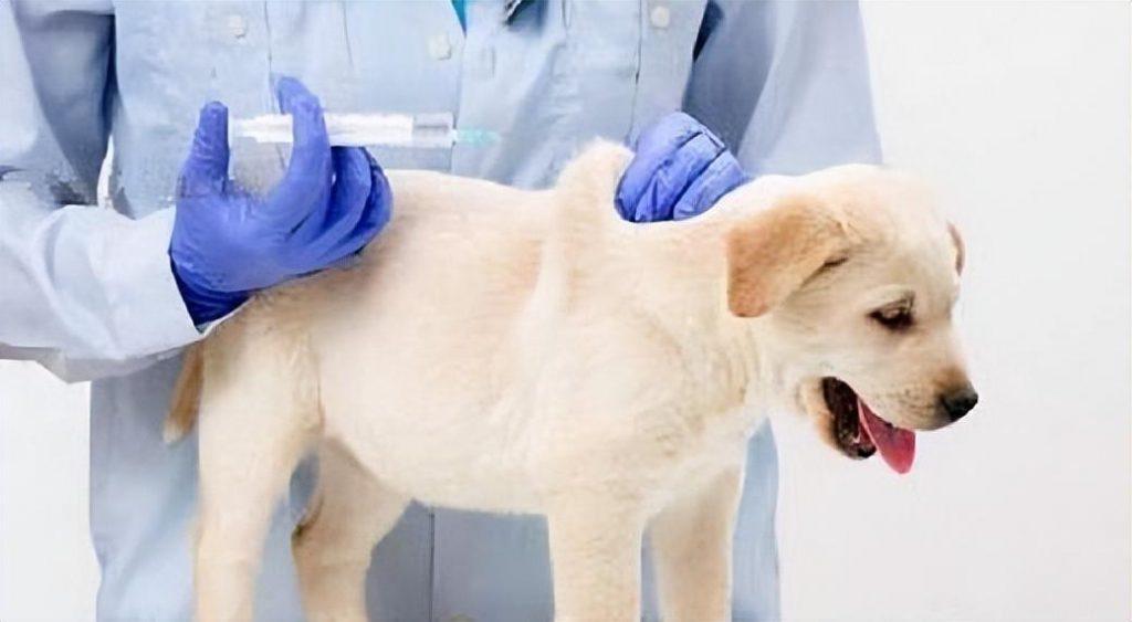 狗狗发烧有哪些症状？宠物狗可以吃人的退烧药吗？