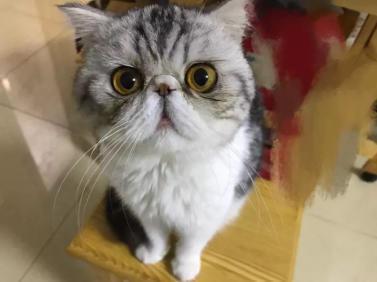 加菲猫常见的十七种毛色,看看你家包子脸属于什么品种吧!(加菲猫毛色基因配置表) 加菲猫常见的十七种毛色,看看你家包子脸属于什么品种吧!(加菲猫毛色基因配置表)