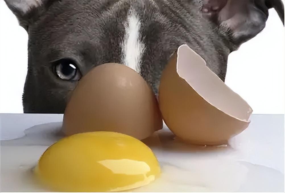 狗狗吃鸡蛋黄的好处在哪？狗狗蛋黄可以吃几个？