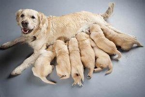 关于哺乳期的狗狗，主人们需要了解哪些知识呢？