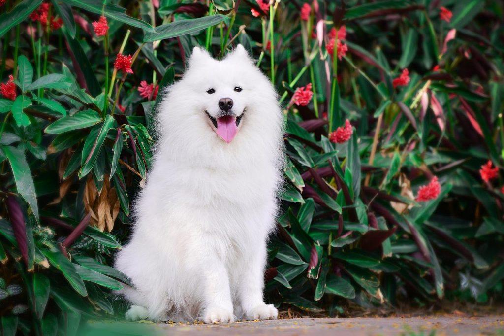 萨摩耶犬好养吗?该怎么养?萨摩耶犬饲养指南来了 萨摩耶犬好养吗?该怎么养?萨摩耶犬饲养指南来了