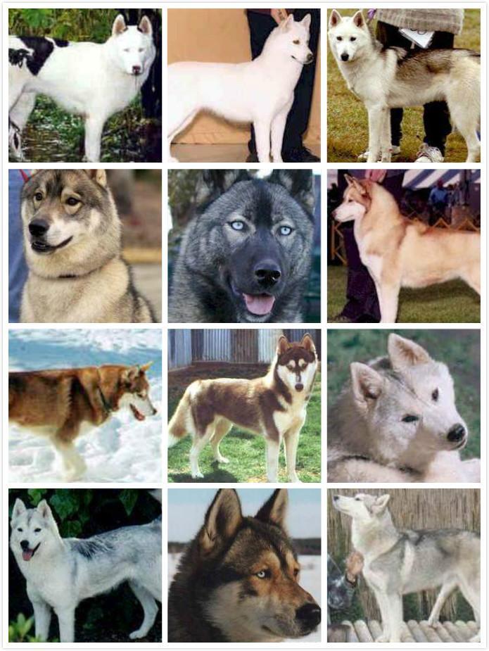 哈士奇幼犬要怎么选?没想到哈士奇竟然有10多种颜色(哈士奇幼崽品相) 哈士奇幼犬要怎么选?没想到哈士奇竟然有10多种颜色(哈士奇幼崽品相)